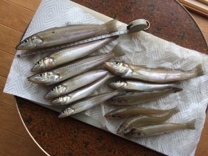 kisu