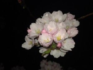 IMG_8617