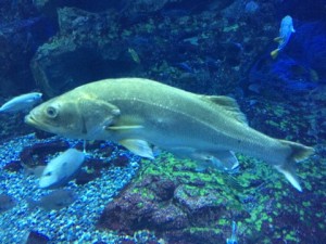 IMG_9142