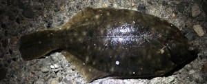 IMG_0006