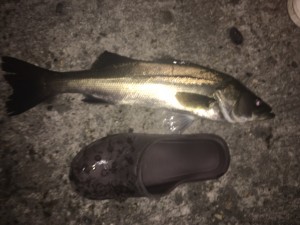 IMG_0041