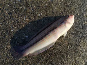 IMG_0201