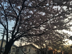 IMG_1328