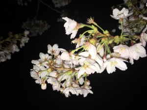 IMG_1330