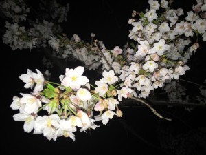 IMG_1331